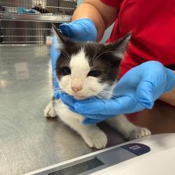 Shelter Stray Male Cat last seen , 980 Guilford College Rd, Greensboro, NC 27409, USA