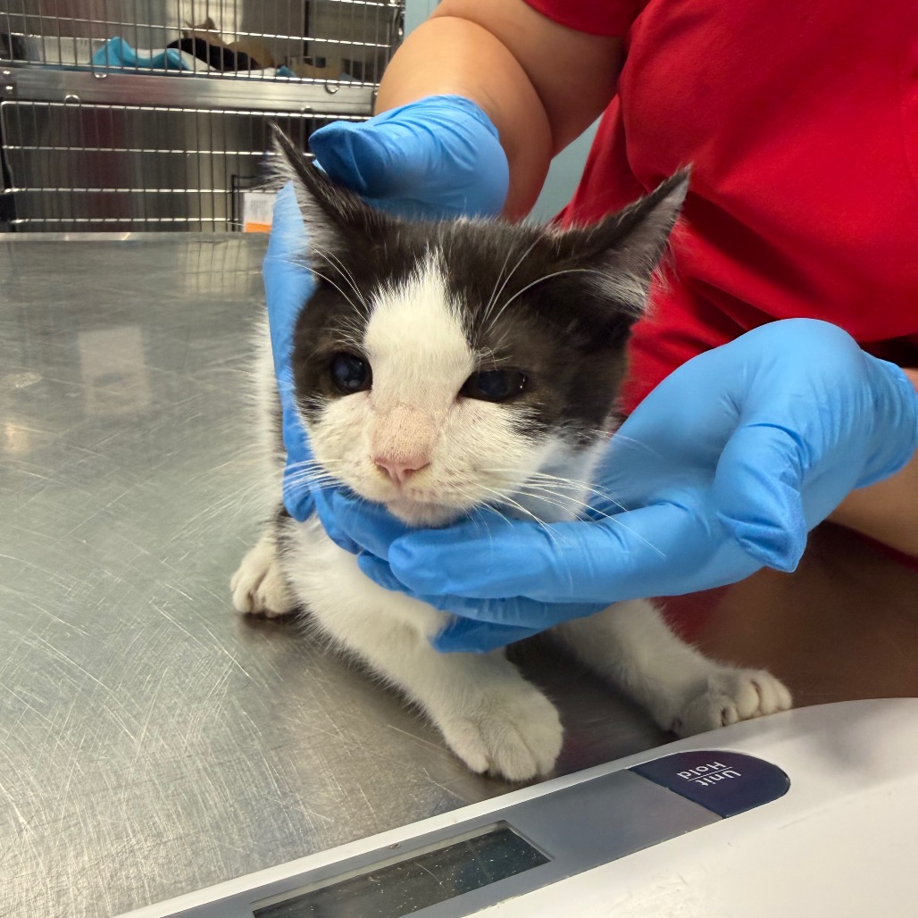 Shelter Stray Male Cat last seen , 980 Guilford College Rd, Greensboro, NC 27409, USA