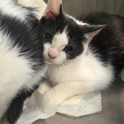 Shelter Stray Female Cat last seen , 980 Guilford College Rd, Greensboro, NC 27409, USA