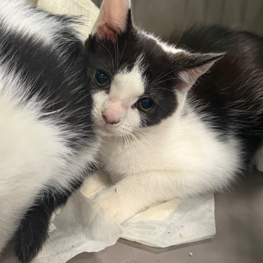 Shelter Stray Female Cat last seen , 980 Guilford College Rd, Greensboro, NC 27409, USA