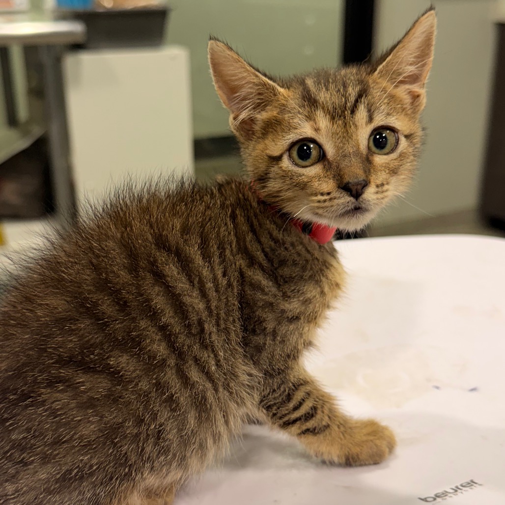 Shelter Stray Female Cat last seen , 3607 N Armenia Ave, Tampa, FL 33607, USA