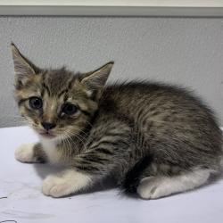 Shelter Stray Male Cat last seen , 3607 N Armenia Ave, Tampa, FL 33607, USA