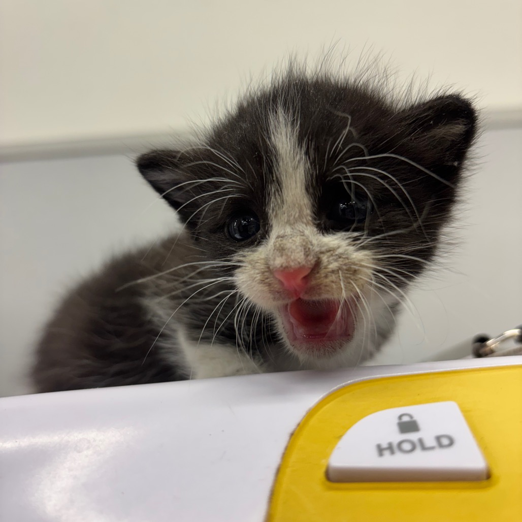 Shelter Stray Male Cat last seen , 3607 N Armenia Ave, Tampa, FL 33607, USA