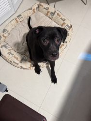 Reunited Male Dog last seen Wall Street Vero Beach, Vero Beach, FL 32960