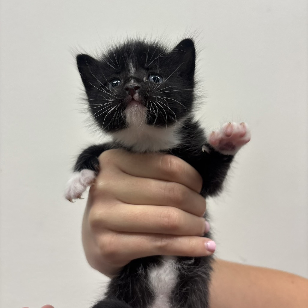 Shelter Stray Female Cat last seen , 3607 N Armenia Ave, Tampa, FL 33607, USA