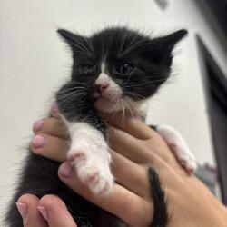 Shelter Stray Male Cat last seen , 3607 N Armenia Ave, Tampa, FL 33607, USA
