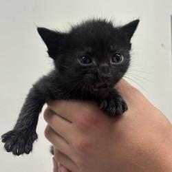 Shelter Stray Female Cat last seen , 3607 N Armenia Ave, Tampa, FL 33607, USA