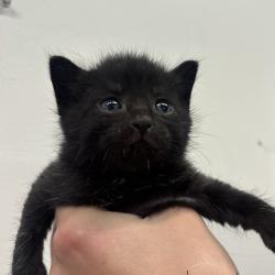 Shelter Stray Male Cat last seen , 3607 N Armenia Ave, Tampa, FL 33607, USA
