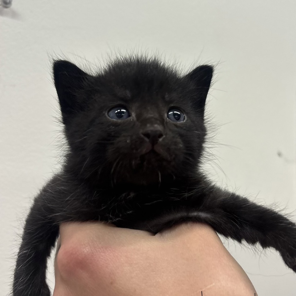 Shelter Stray Male Cat last seen , 3607 N Armenia Ave, Tampa, FL 33607, USA