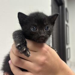 Shelter Stray Male Cat last seen , 3607 N Armenia Ave, Tampa, FL 33607, USA