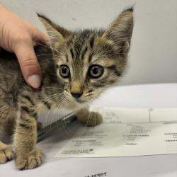 Shelter Stray Male Cat last seen , 3607 N Armenia Ave, Tampa, FL 33607, USA
