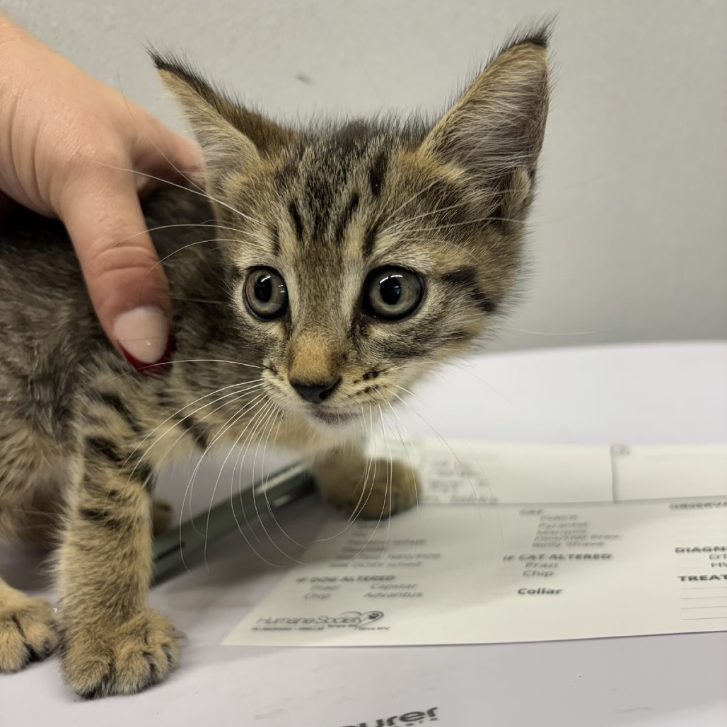 Shelter Stray Male Cat last seen , 3607 N Armenia Ave, Tampa, FL 33607, USA