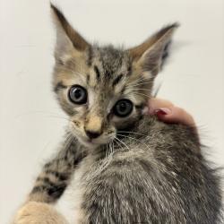 Shelter Stray Male Cat last seen , 3607 N Armenia Ave, Tampa, FL 33607, USA