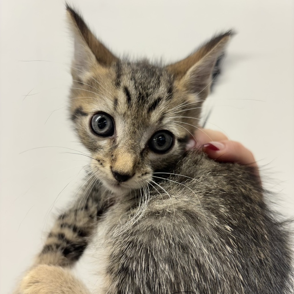 Shelter Stray Male Cat last seen , 3607 N Armenia Ave, Tampa, FL 33607, USA
