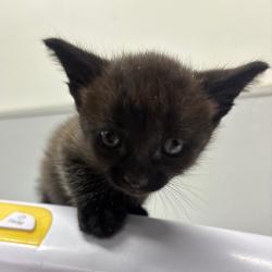 Shelter Stray Male Cat last seen , 3607 N Armenia Ave, Tampa, FL 33607, USA