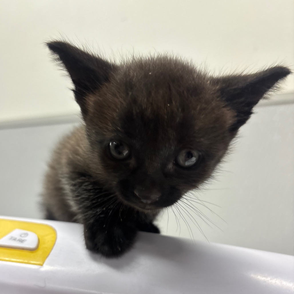 Shelter Stray Male Cat last seen , 3607 N Armenia Ave, Tampa, FL 33607, USA