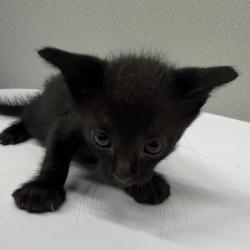 Shelter Stray Male Cat last seen , 3607 N Armenia Ave, Tampa, FL 33607, USA