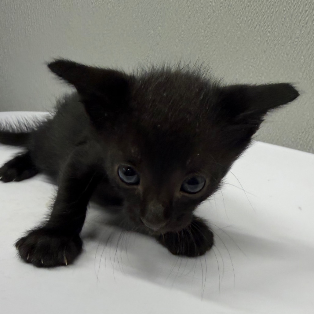 Shelter Stray Male Cat last seen , 3607 N Armenia Ave, Tampa, FL 33607, USA