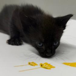 Shelter Stray Female Cat last seen , 3607 N Armenia Ave, Tampa, FL 33607, USA