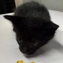 Shelter Stray Male Cat last seen , 3607 N Armenia Ave, Tampa, FL 33607, USA