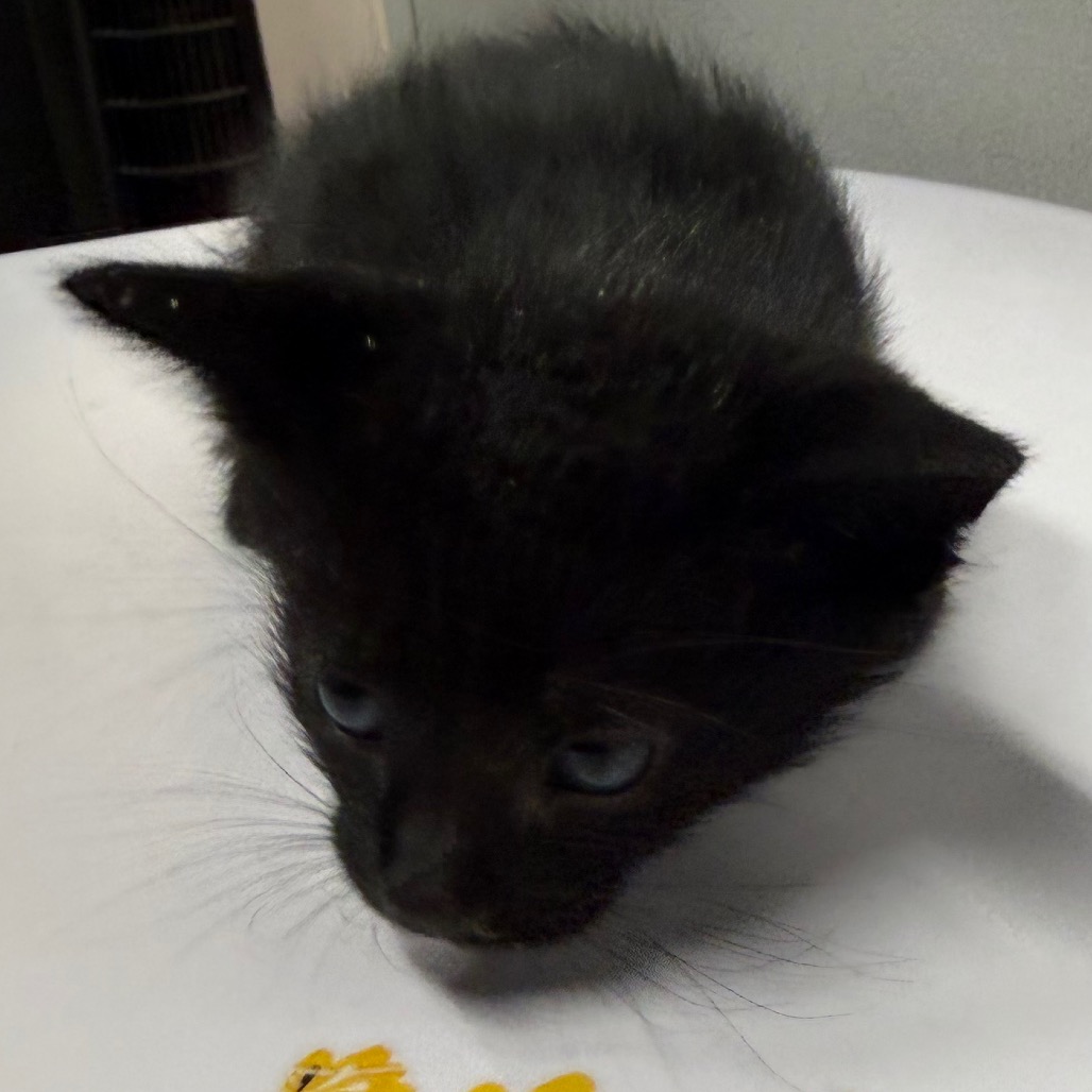 Shelter Stray Male Cat last seen , 3607 N Armenia Ave, Tampa, FL 33607, USA
