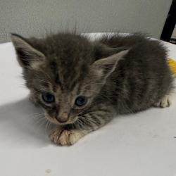 Shelter Stray Female Cat last seen , 3607 N Armenia Ave, Tampa, FL 33607, USA
