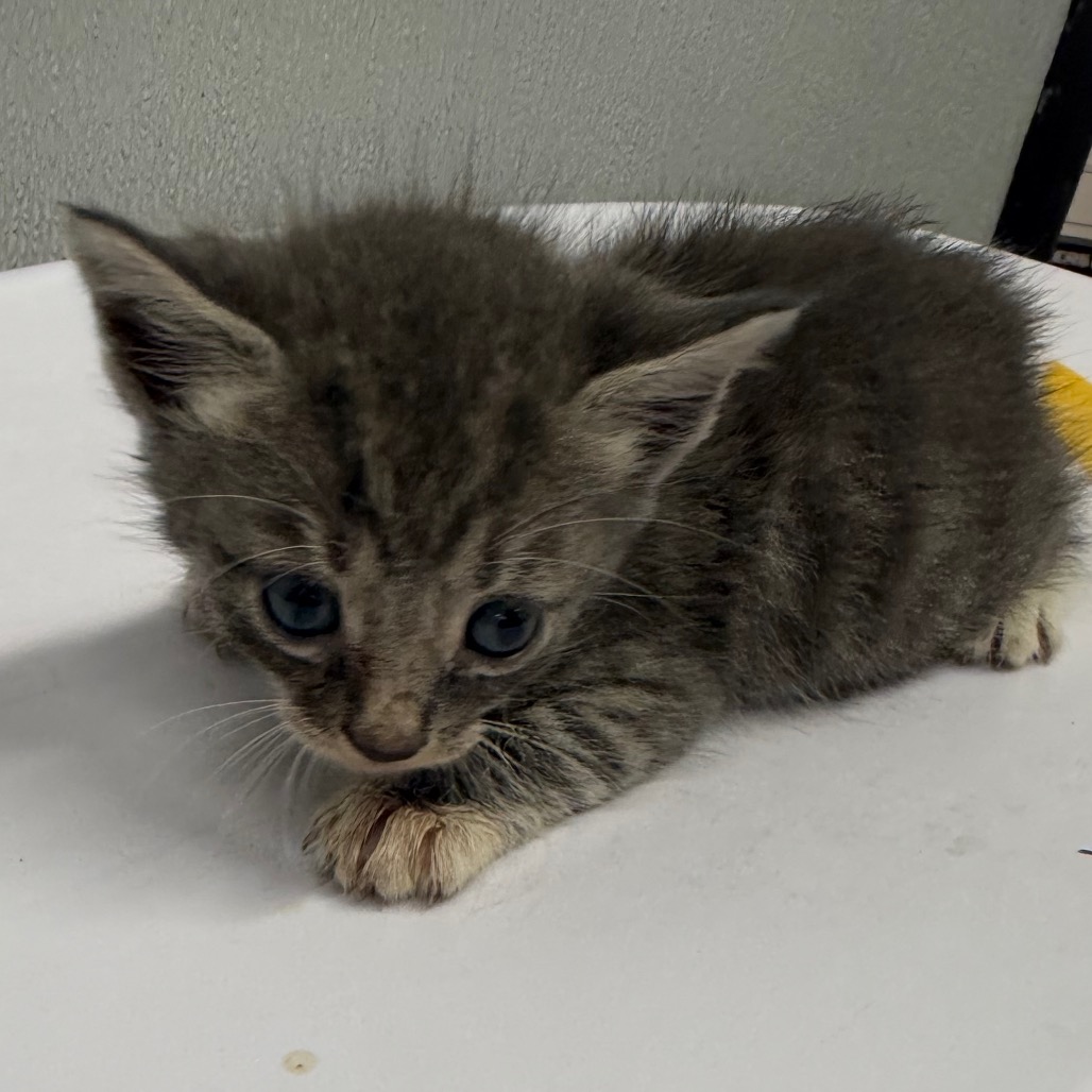 Shelter Stray Female Cat last seen , 3607 N Armenia Ave, Tampa, FL 33607, USA