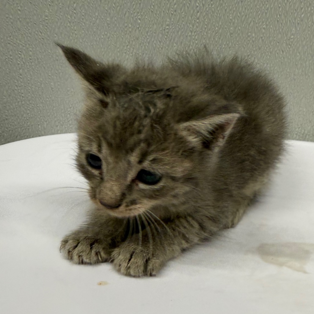 Shelter Stray Female Cat last seen , 3607 N Armenia Ave, Tampa, FL 33607, USA