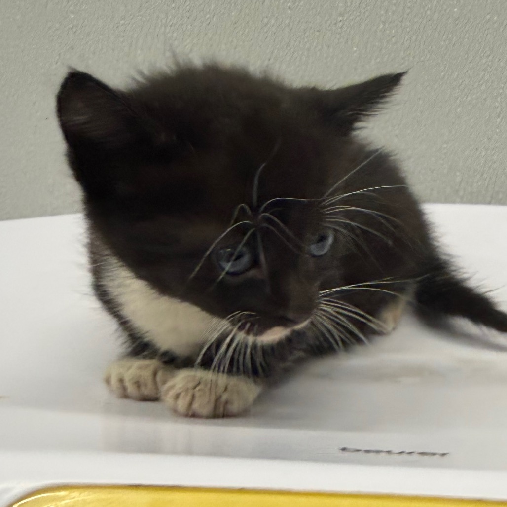 Shelter Stray Male Cat last seen , 3607 N Armenia Ave, Tampa, FL 33607, USA