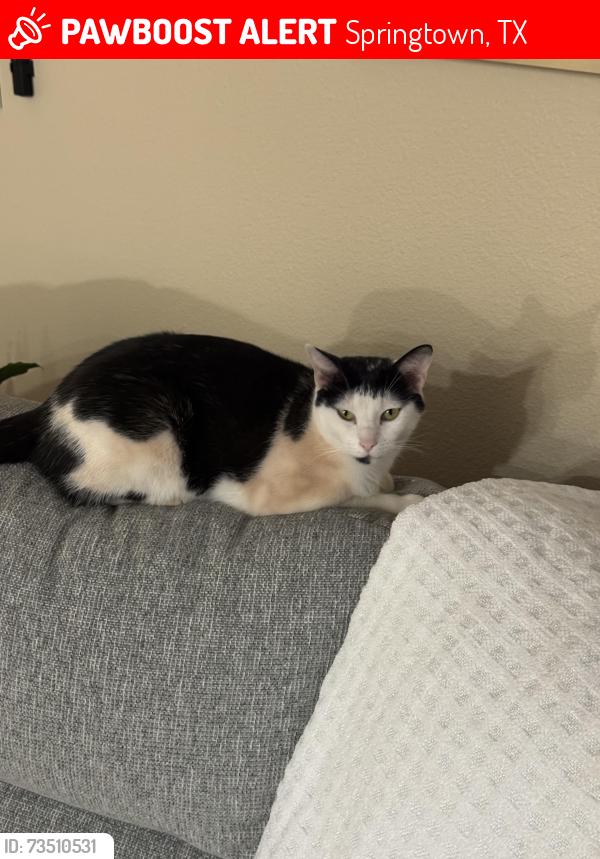 Lost Male Cat last seen Near highland cir, Springtown, TX 76082