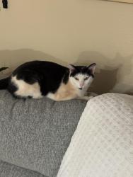Lost Male Cat last seen Near highland cir, Springtown, TX 76082