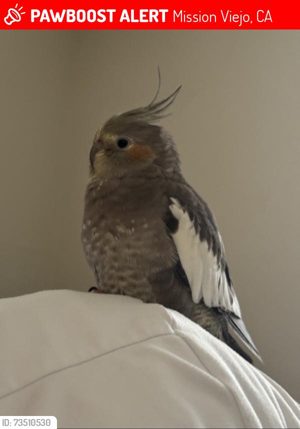 Lost Female Bird last seen Calixto & Lagarto, Mission Viejo, CA 92691