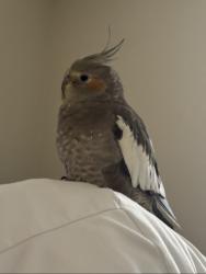 Lost Female Bird last seen Calixto & Lagarto, Mission Viejo, CA 92691