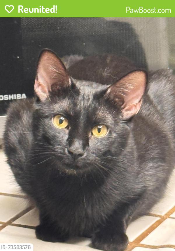 Reunited Female Cat last seen Northwestern Ct and Minessota going over a fence towards Crowell, Turlock, CA 95382