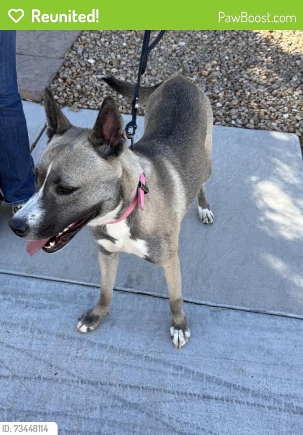 Reunited Female Dog last seen Cactus Ave and Maryland Pkwy, Enterprise, NV 89183