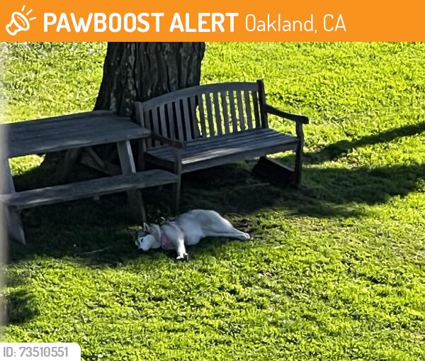 Found/Stray Unknown Dog last seen Park Blvd. near Hollywood Ave. and also Liemert Ave., Oakland, CA 94602
