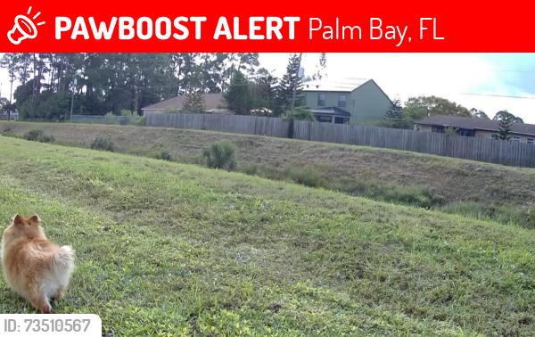 Lost Unknown Dog last seen Firestone Street NE, Palm Bay, FL 32907