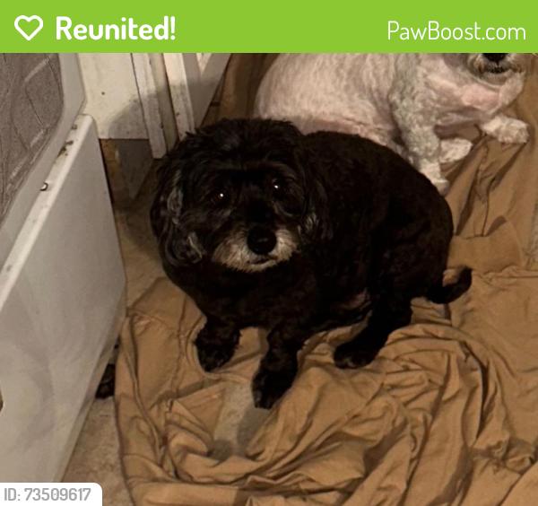 Reunited Female Dog last seen Near St Andrews Dr, Victorville, CA 92395, USA, Victorville, CA 92395
