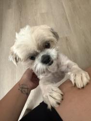 Reunited Female Dog last seen S 99th Ave & W Broadway Rd, Phoenix, AZ 85353, USA, Phoenix, AZ 85353