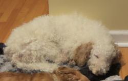 Reunited Male Dog last seen Lockwood and division, Chicago, IL 60651