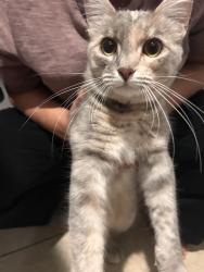 Found/Stray Female Cat last seen Prescott Rd, Memphis, TN 38111