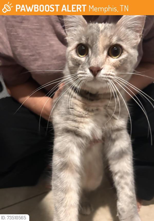 Found/Stray Female Cat last seen Prescott Rd, Memphis, TN 38111