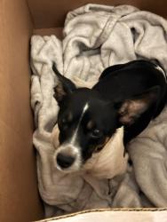 Reunited Unknown Dog last seen AMC Ontario Mills, Ontario, CA 91764