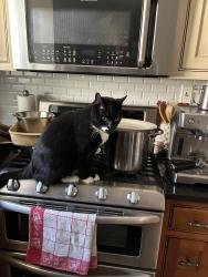 Reunited Male Cat last seen Boston/Breton, Grand Rapids, MI 49506