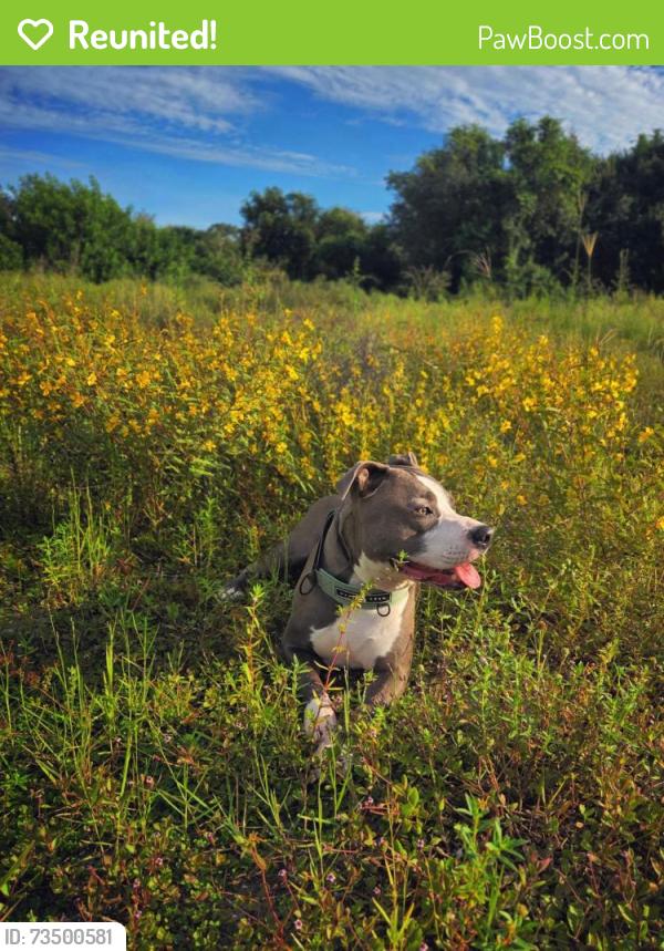 Reunited Male Dog last seen Shady hills road and Peace road, Shady Hills, FL 34610