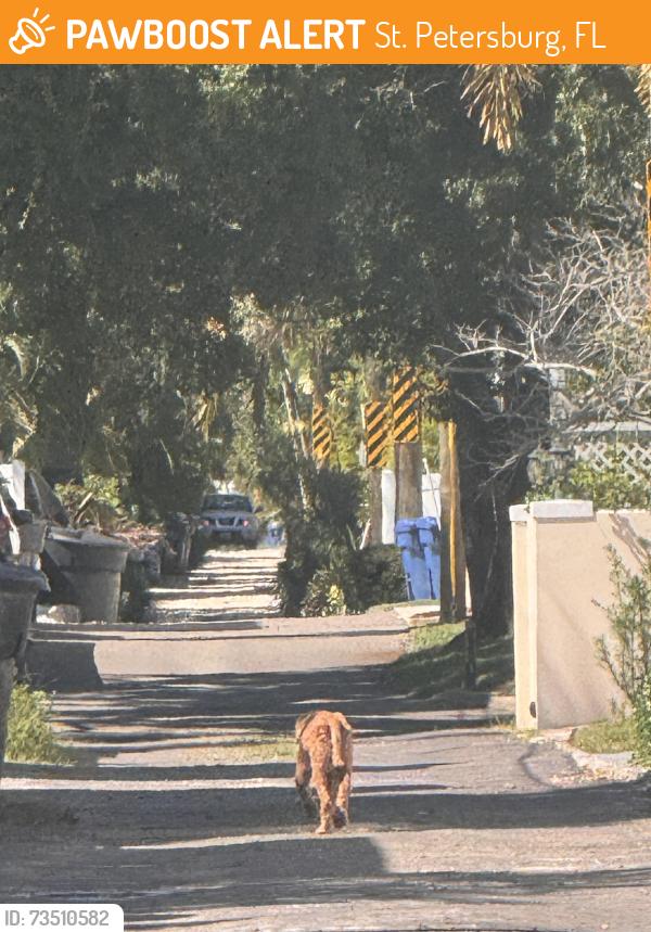 Found/Stray Female Dog last seen Coffee pot, St. Petersburg, FL 33704