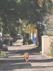 Found/Stray Female Dog last seen Coffee pot, St. Petersburg, FL 33704