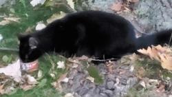 Found/Stray Male Cat last seen Benjamin Davis Park off Wise Rd., Lansing, MI 48911