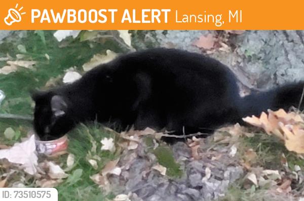 Found/Stray Male Cat last seen Benjamin Davis Park off Wise Rd., Lansing, MI 48911