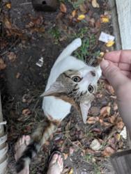 Found/Stray Unknown Cat last seen Franklin St and Spaulding, Wichita, KS 67203